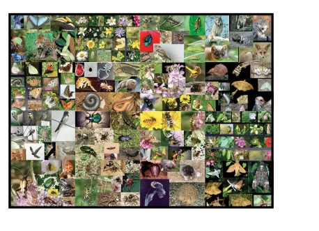 La Biodiversité : un Bien Commun - conférence de Hugues Mouret, directeur scientifique ARTHROPOLOGIA