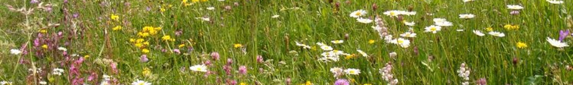 Ingénierie écologique - ARTHROPOLOGIA