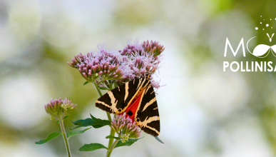 Retour du MOOC Pollinisateurs