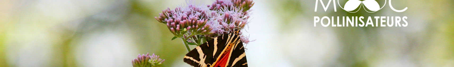Retour du MOOC Pollinisateurs - ARTHROPOLOGIA