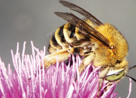 Les Abeilles Sauvages