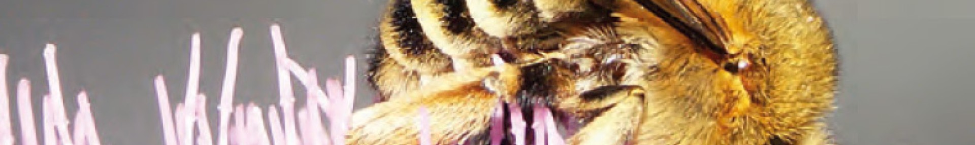 Les Abeilles Sauvages - ARTHROPOLOGIA
