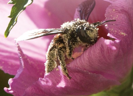 Livret Identification des Abeilles Sauvages