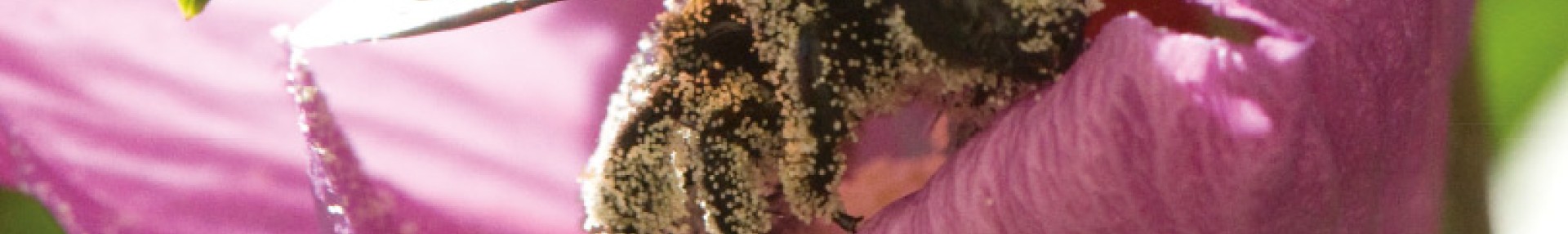 Livret Identification des Abeilles Sauvages - ARTHROPOLOGIA