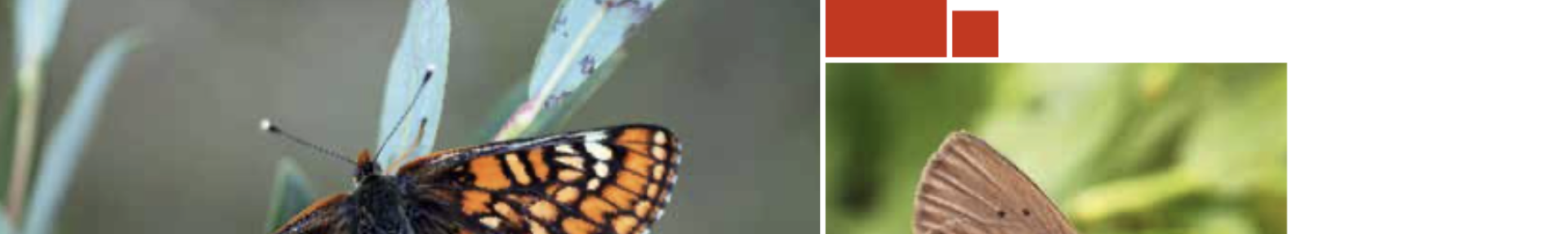 Liste rouge française papillons - ARTHROPOLOGIA