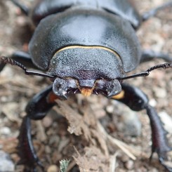 Journée régionale des entomologistes à Saint-Agrève