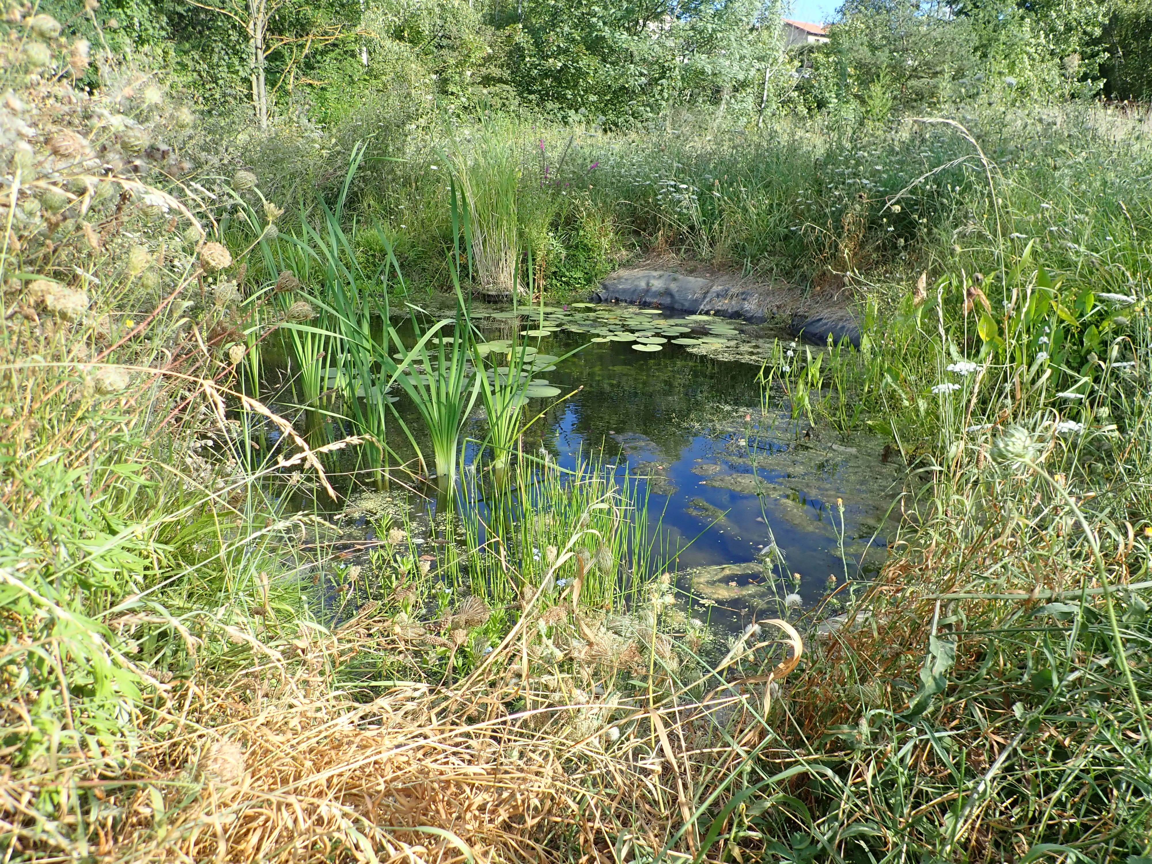 mare%20vegetal%20saint%20pierre%20la%20palud%2020210829_Remi%20Chabert_CC%20BY%20NC%20SA%204.0