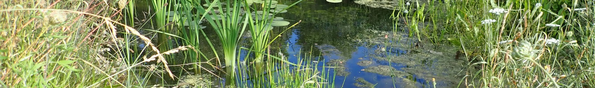 Une zone humide dans votre jardin ? - ARTHROPOLOGIA
