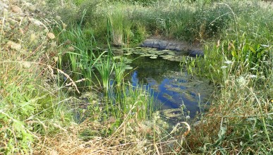Une zone humide dans votre jardin ?