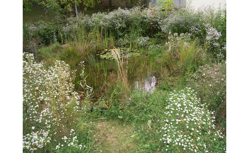 Mare créée dans un Centre social