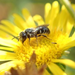 Découverte des pollinisateurs au jardin partagé Jardin de Jeanne à Villeurbanne