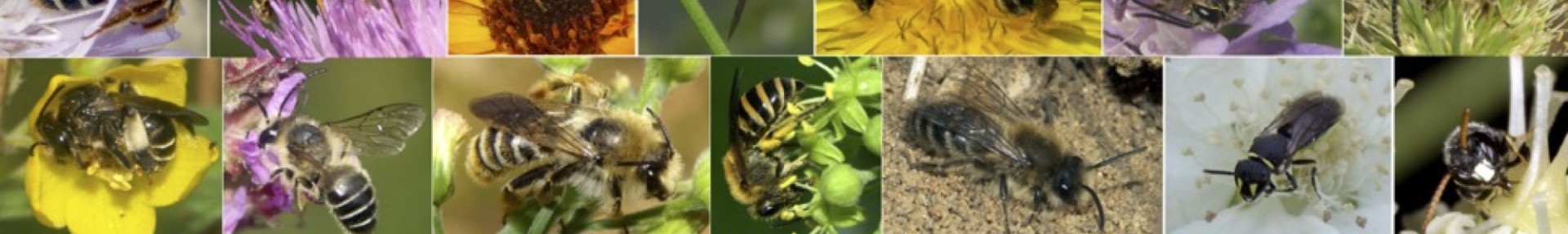 Liste rouge abeilles Cantal (15) - ARTHROPOLOGIA