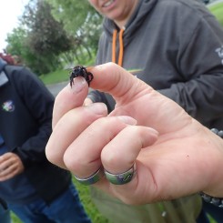 Le monde secret du sol