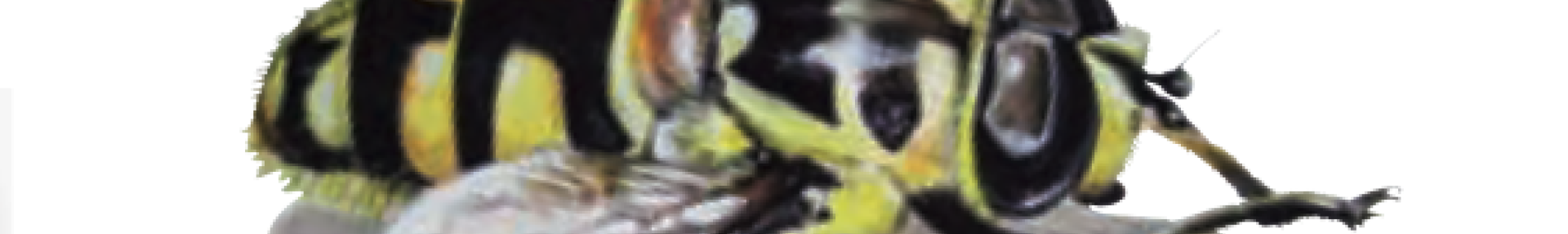 Où est l'abeille ? - ARTHROPOLOGIA