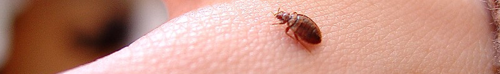 Tout savoir (ou presque) sur les punaises de lit - ARTHROPOLOGIA