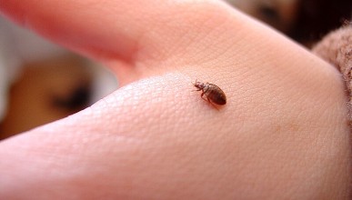 Tout savoir (ou presque) sur les punaises de lit