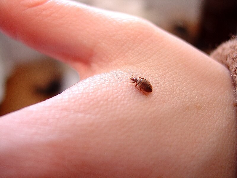 PDL%20British%20Pest%20Control%20Association%20%E2%80%93%20CC-by-2.0