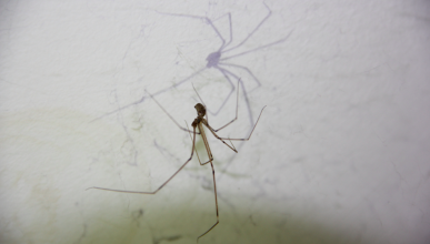 Une araignée au plafond ?