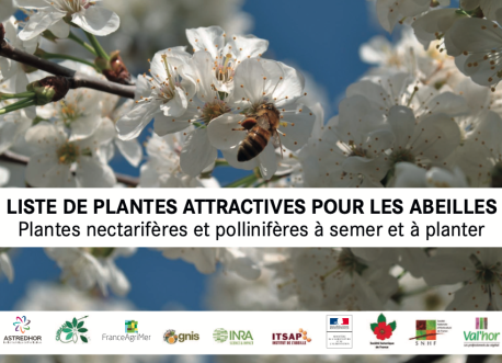 Liste Plantes Attractives pour les Abeilles