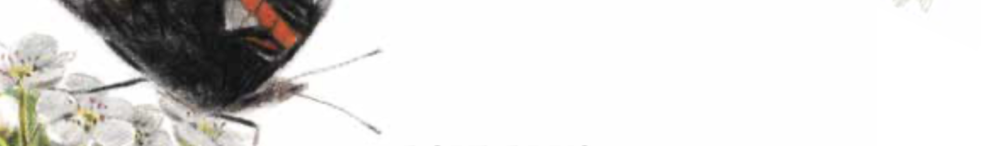 Plantons Local Strasbourg - ARTHROPOLOGIA