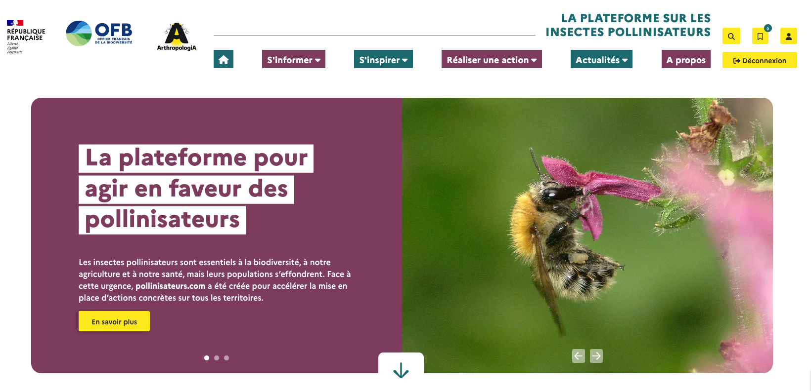 plateforme%20pollinisateurs%20bandeau