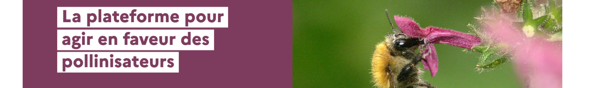 Pollinisateurs.com : une plateforme pour accélérer la mobilisation en faveur des pollinisateurs - ARTHROPOLOGIA