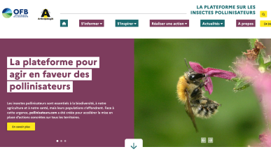 Pollinisateurs.com : une plateforme pour accélérer la mobilisation en faveur des pollinisateurs