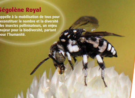 Plan National Actions Pollinisateurs