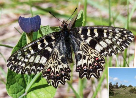 Plan National Actions Papillons