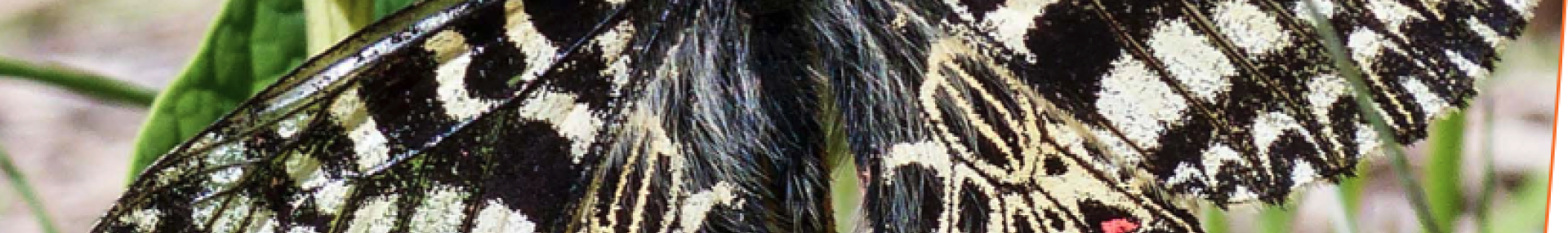 Plan National Actions Papillons - ARTHROPOLOGIA