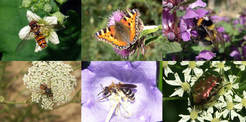 Panel d'insectes pollinisateurs : Coléoptères, Diptères, Hyménoptères et Lépidoptères.  © H. Mouret