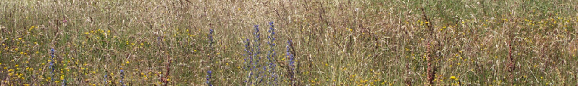 Que faire pour la biodiversité ? - ARTHROPOLOGIA