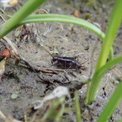 Balade contée : histoires d'insectes !