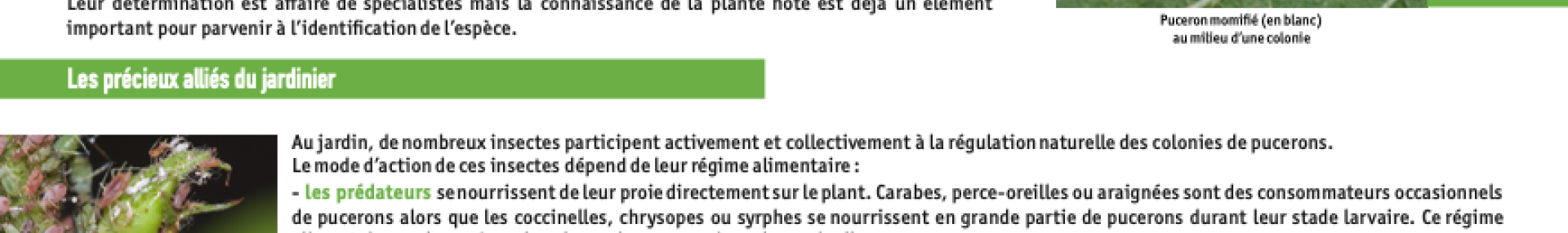 Fiche Biodiversité Gestion des pucerons - ARTHROPOLOGIA