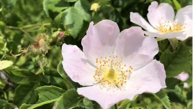 Indigène, exotique, horticole : une différence loin d’être anecdotique