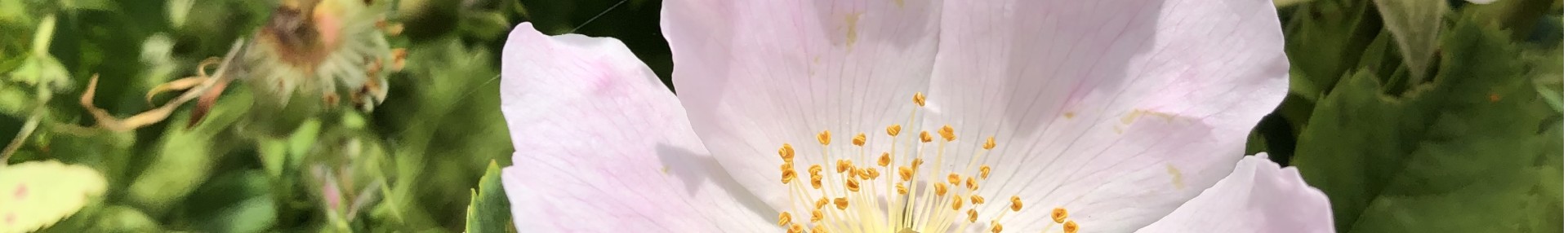 Indigène, exotique, horticole : une différence loin d’être anecdotique - ARTHROPOLOGIA