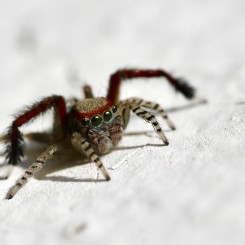 Il était une soie… à la rencontre des incroyables araignées !