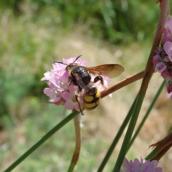 Guêpes et compagnie - Landes du Beaujolais