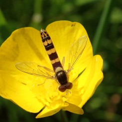 Les pollinisateurs du Parc de la Feyssine