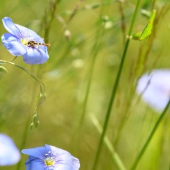 Pollinis'Actions : connaître et protéger les pollinisateurs