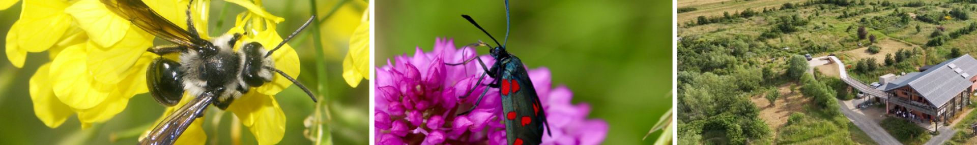 Les outils Diag' pollinis'Actions - ARTHROPOLOGIA