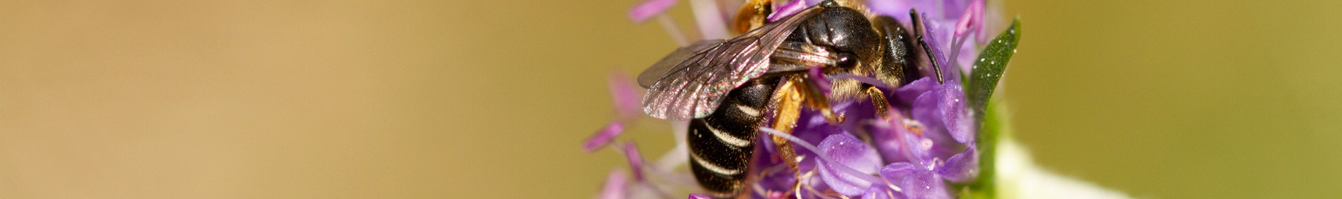 Qui sommes-nous ? - ARTHROPOLOGIA