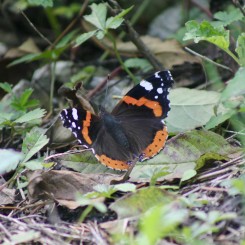 Les papillons du Parc de la Feyssine