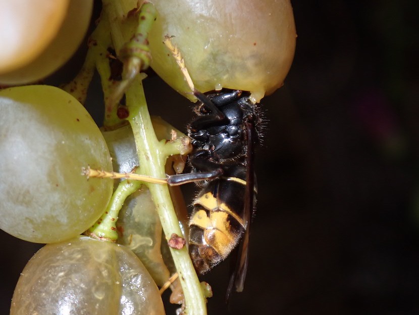 Vespa_velutina_dans_raisin_stpierrelapalud311022w
