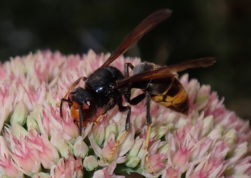 Vespa_velutina_Sedum_spectabile_stpierrelapalud100922_2recw