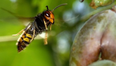 Piégeage du frelon asiatique : quelle attitude adopter ?