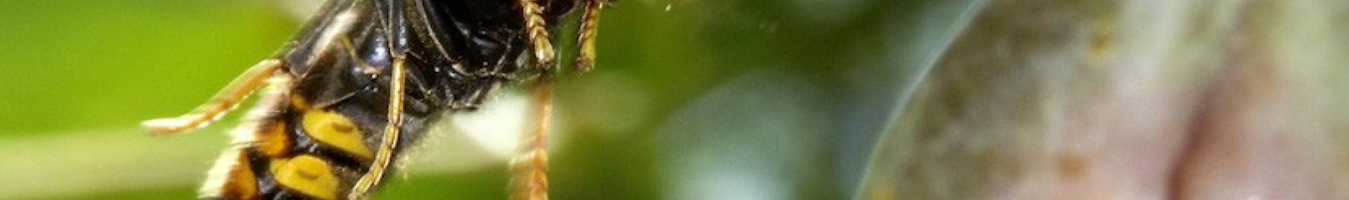 Piégeage du frelon asiatique : quelle attitude adopter ? - ARTHROPOLOGIA