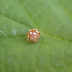 Incroyables coccinelles