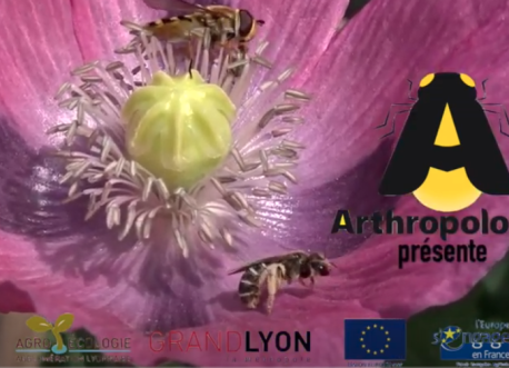 Les Pollinisateurs - Série du Vivant dans les champs, Épisode 4 - Biodiversité et agriculture