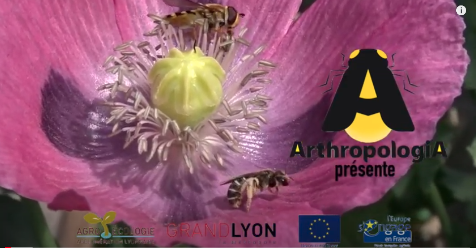 video_pollinisateurs
